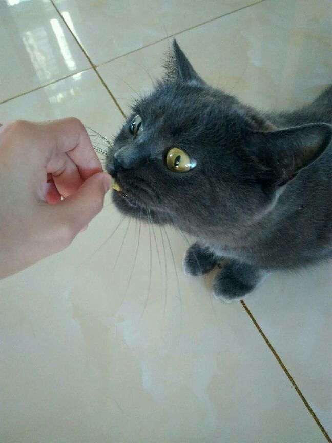 猫图片|宠物猫|猫咪|