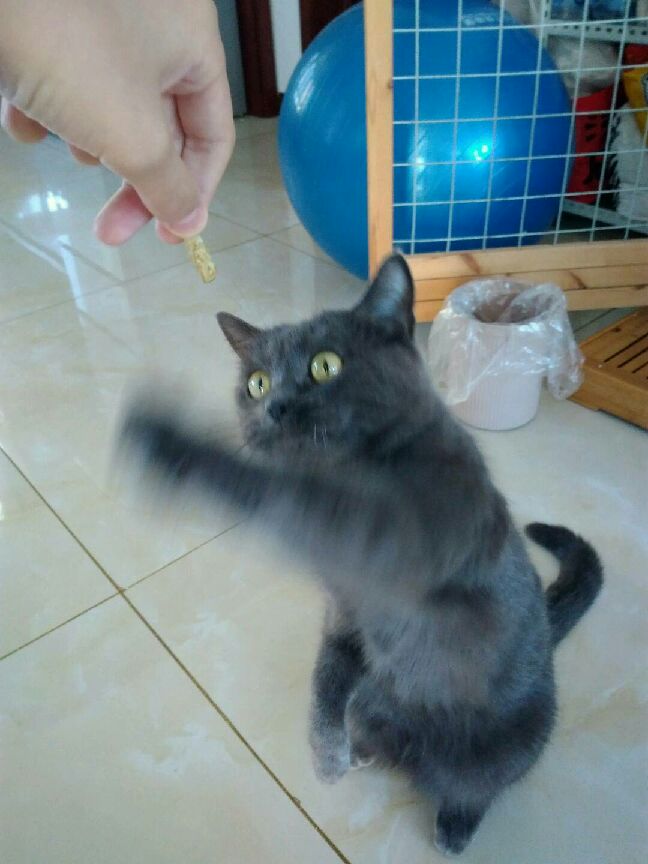 猫图片|宠物猫|猫咪|