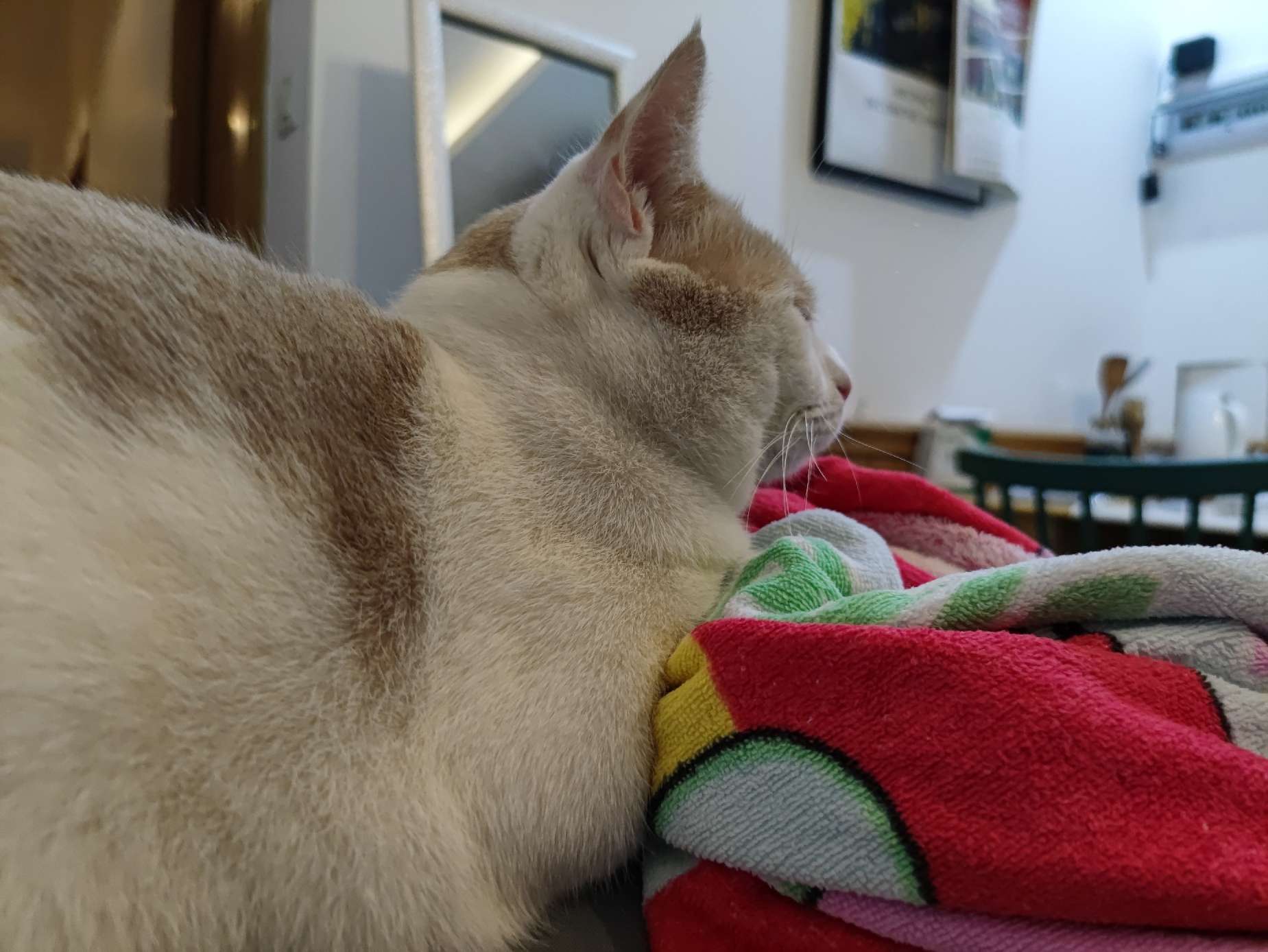 猫图片|宠物猫|猫咪|