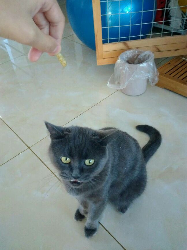 猫图片|宠物猫|猫咪|