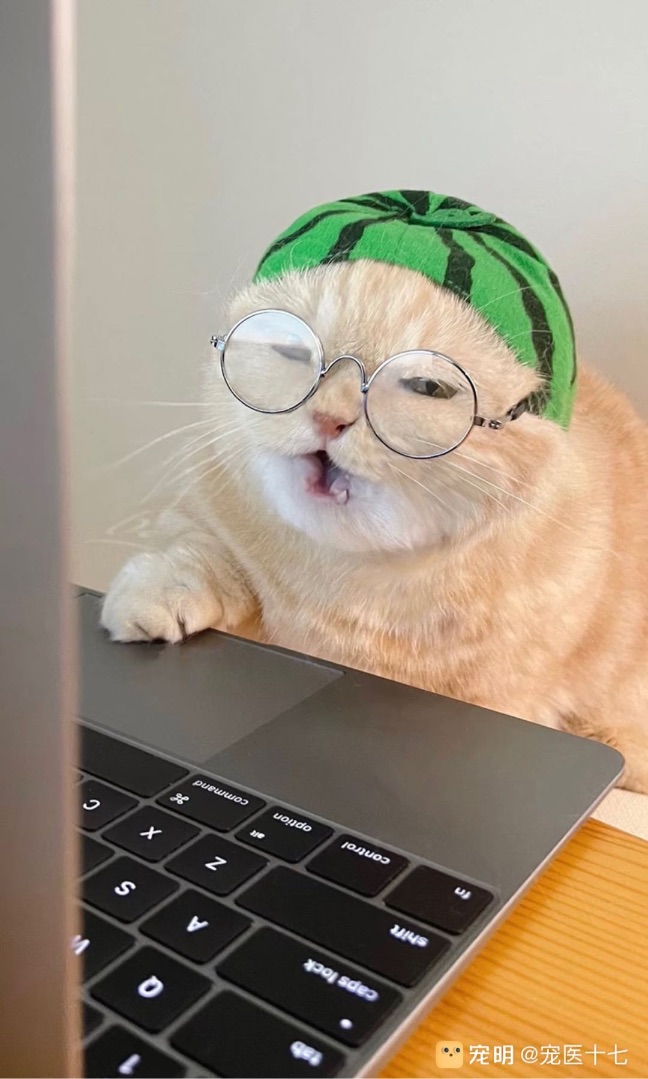 猫图片|宠物猫|猫咪|