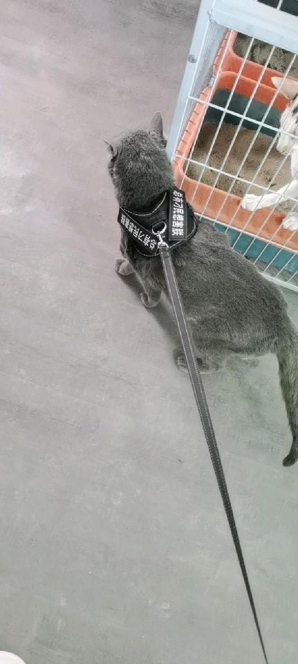 猫图片|宠物猫|猫咪|