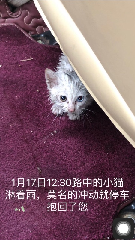 猫图片|宠物猫|猫咪|