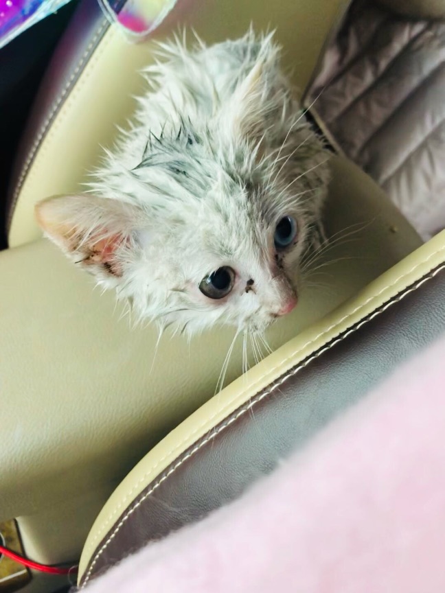 猫图片|宠物猫|猫咪|