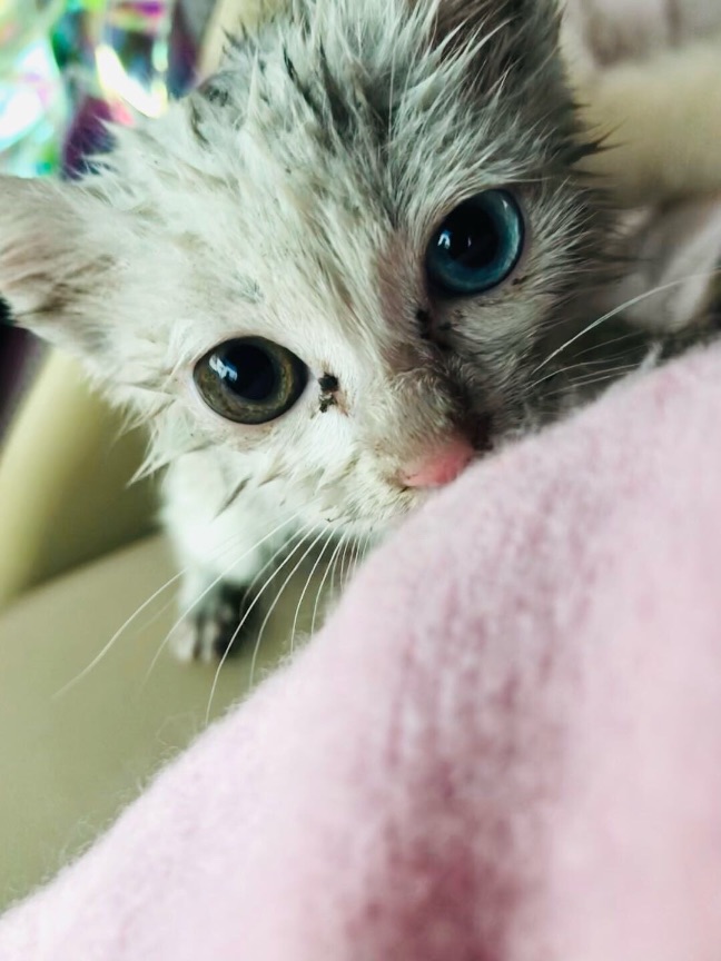 猫图片|宠物猫|猫咪|