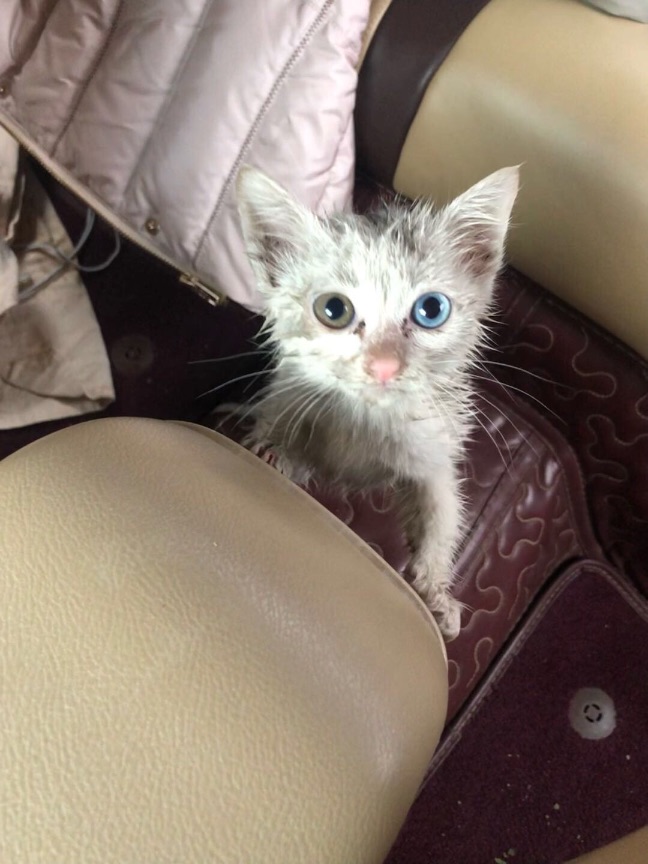 猫图片|宠物猫|猫咪|