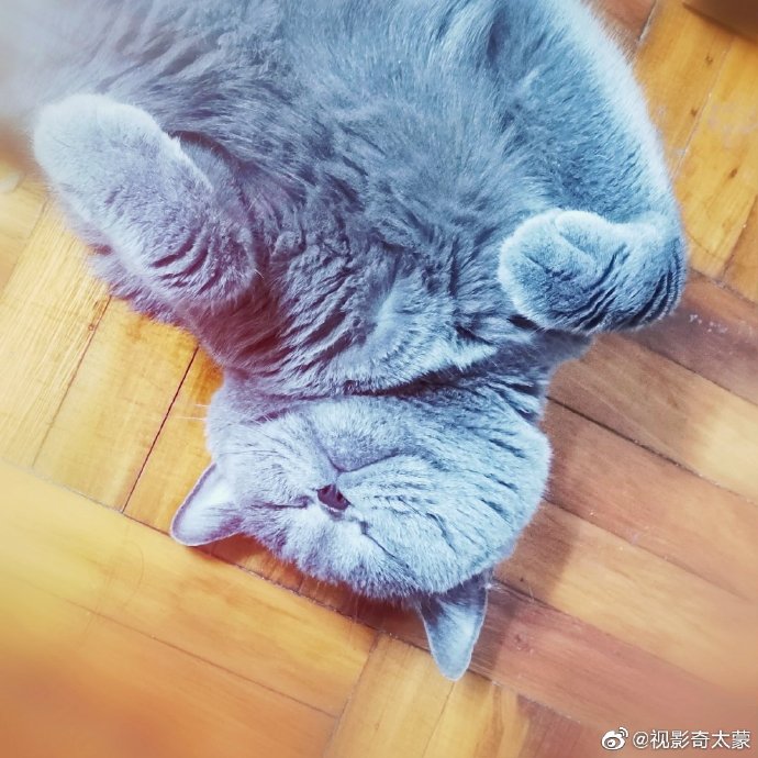猫图片|宠物猫|猫咪|