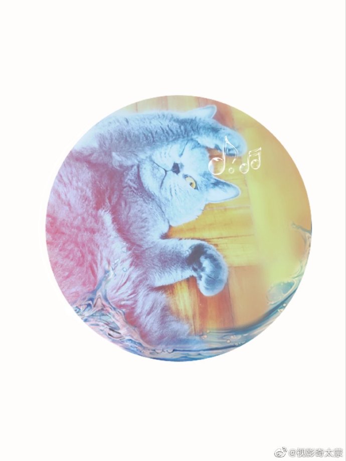 猫图片|宠物猫|猫咪|