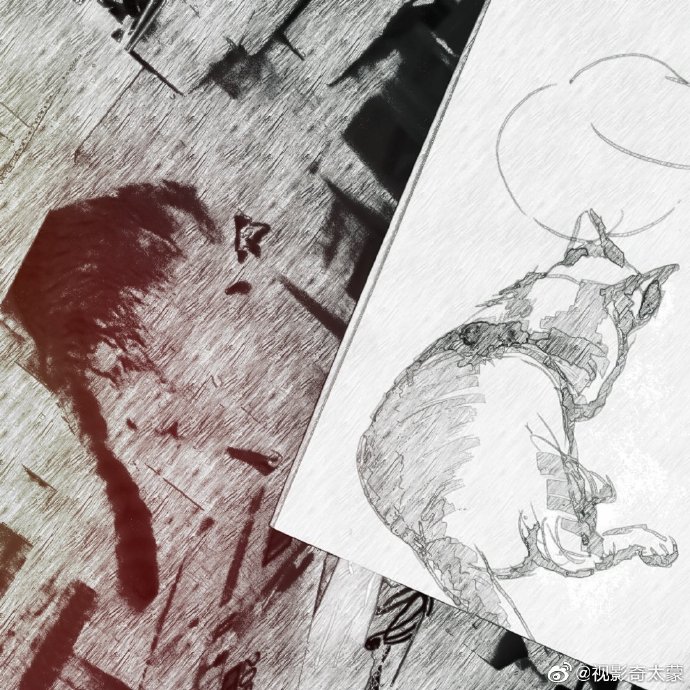 猫图片|宠物猫|猫咪|