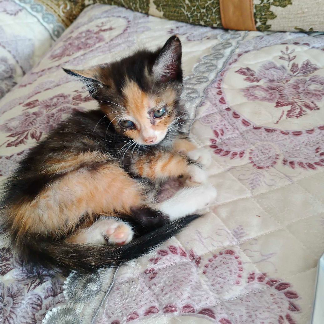 猫图片|宠物猫|猫咪|