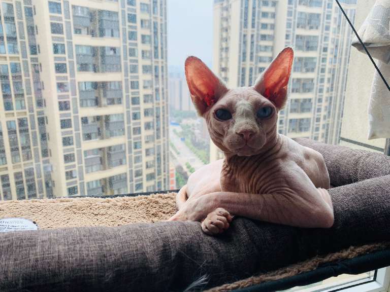 猫图片|宠物猫|猫咪|