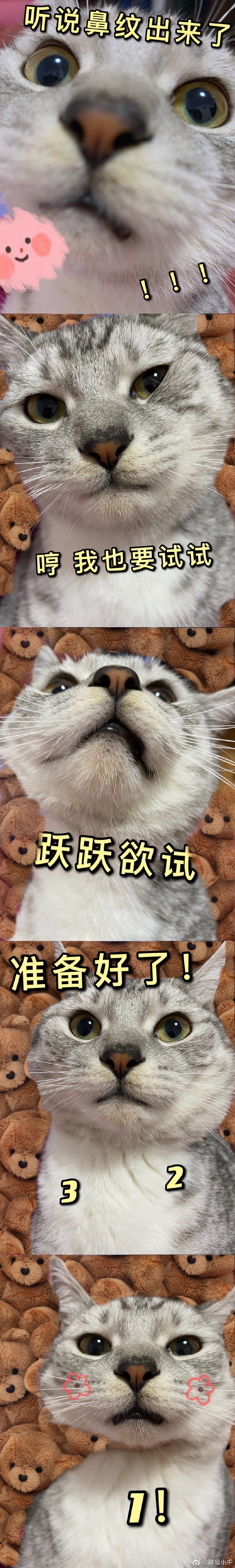 猫图片|宠物猫|猫咪|