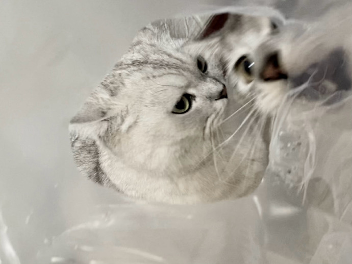 猫图片|宠物猫|猫咪|