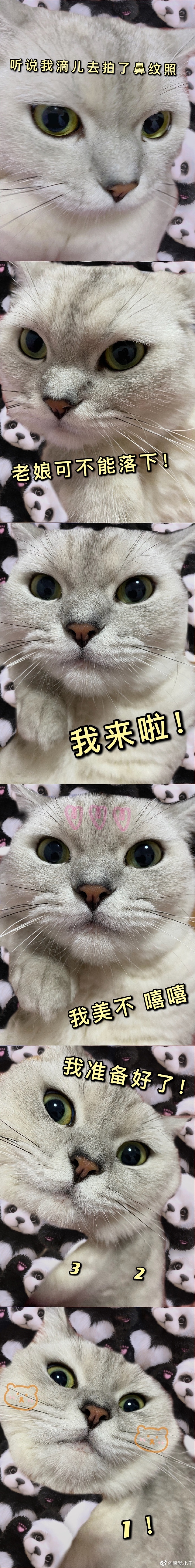 猫图片|宠物猫|猫咪|