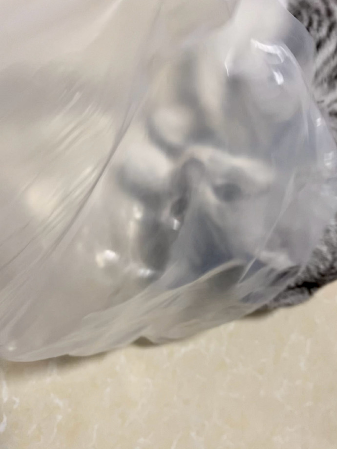 猫图片|宠物猫|猫咪|