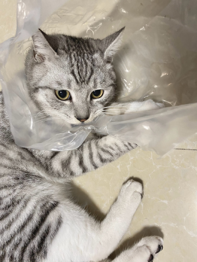 猫图片|宠物猫|猫咪|