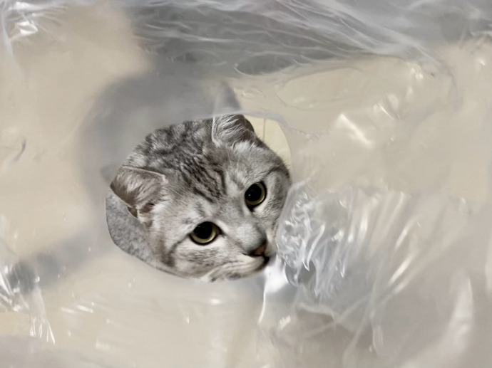 猫图片|宠物猫|猫咪|