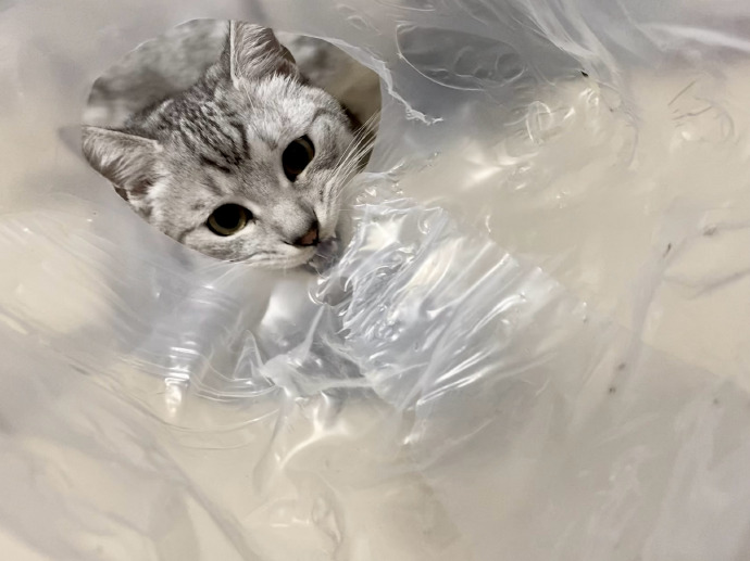 猫图片|宠物猫|猫咪|