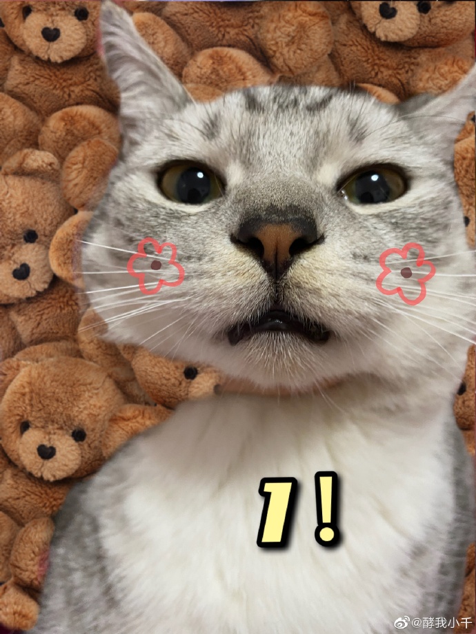 猫图片|宠物猫|猫咪|