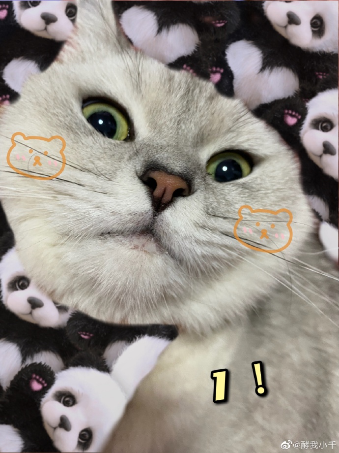 猫图片|宠物猫|猫咪|