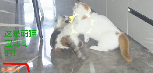 猫图片|宠物猫|猫咪|