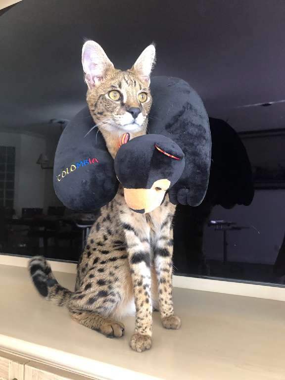 猫图片|宠物猫|猫咪|