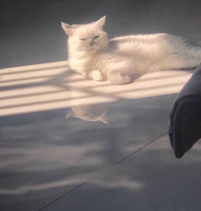 猫图片|宠物猫|猫咪|