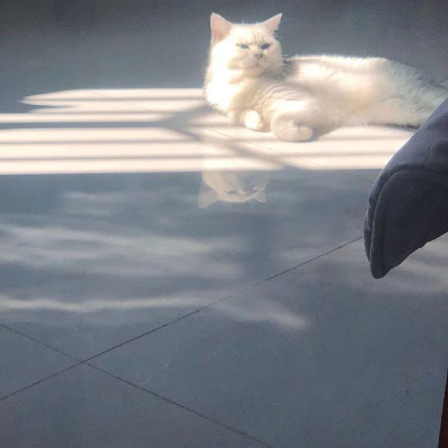 猫图片|宠物猫|猫咪|