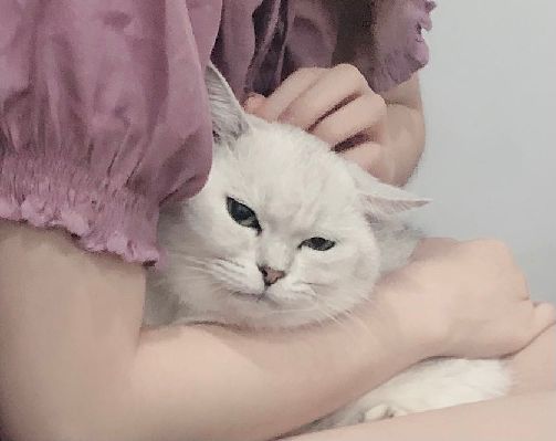 猫图片|宠物猫|猫咪|