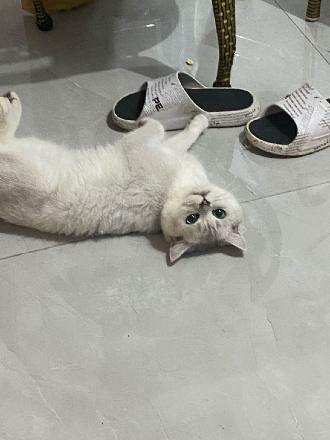 猫图片|宠物猫|猫咪|