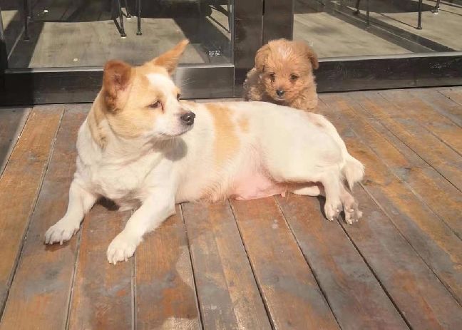 猫图片|宠物猫|猫咪|