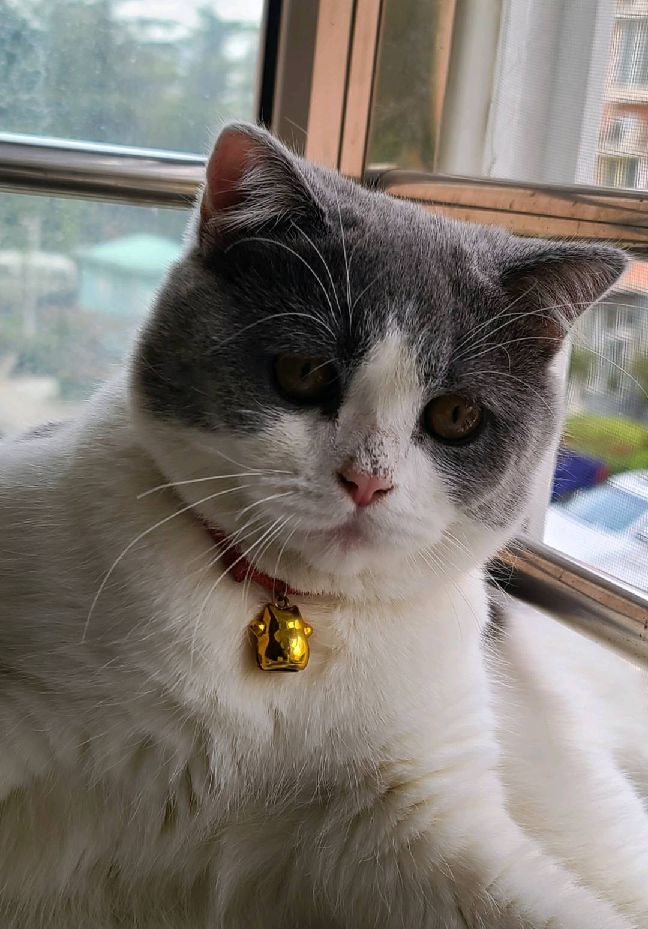 猫图片|宠物猫|猫咪|