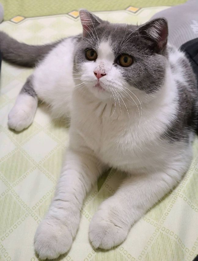 猫图片|宠物猫|猫咪|