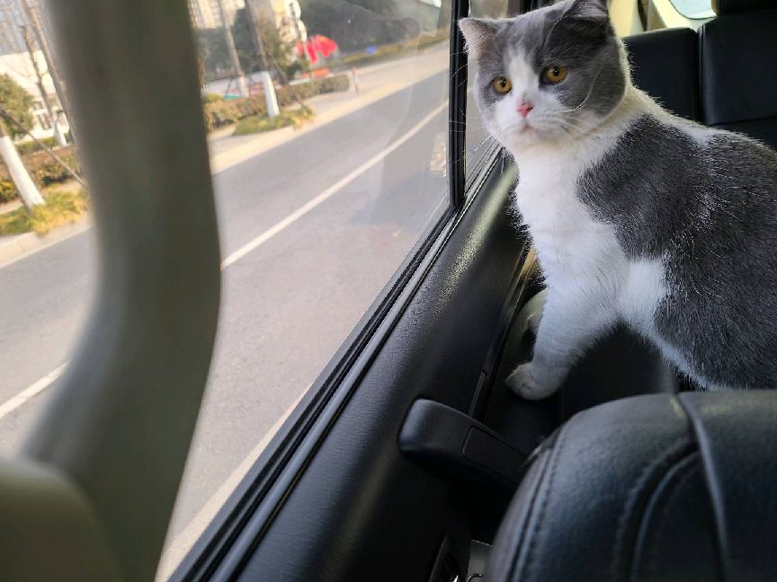 猫图片|宠物猫|猫咪|