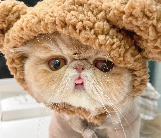 猫图片|宠物猫|猫咪|