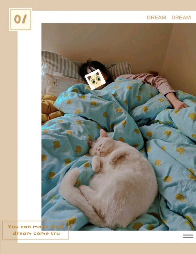 猫图片|宠物猫|猫咪|