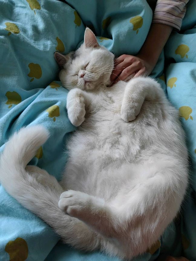 猫图片|宠物猫|猫咪|