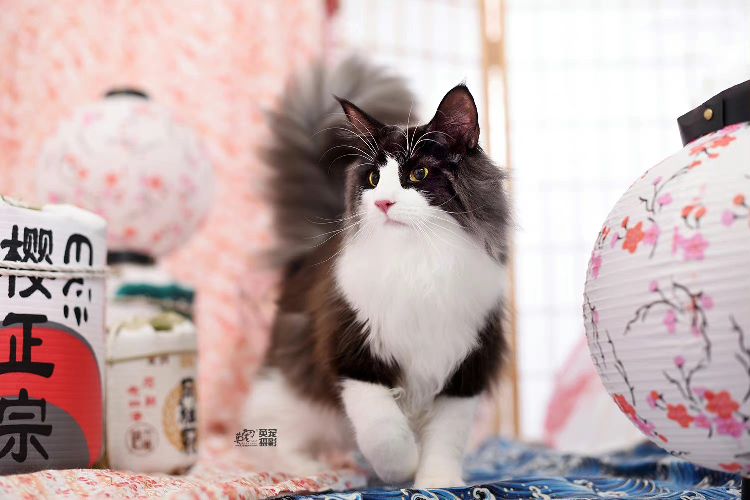 猫图片|宠物猫|猫咪|