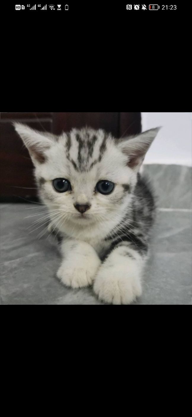 猫图片|宠物猫|猫咪|