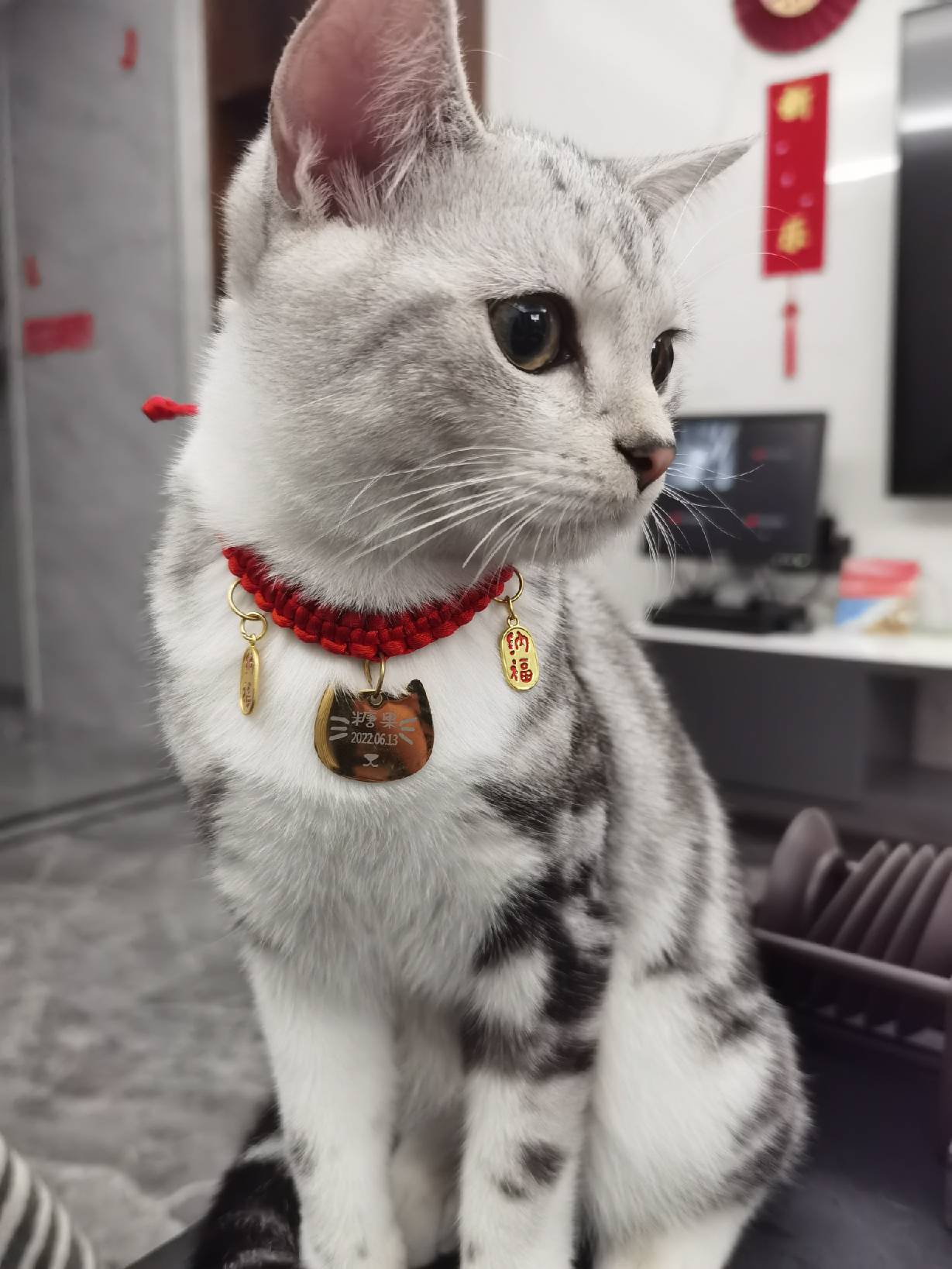 猫图片|宠物猫|猫咪|