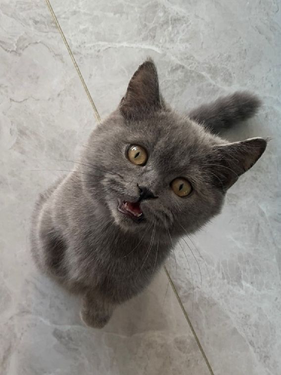 猫图片|宠物猫|猫咪|