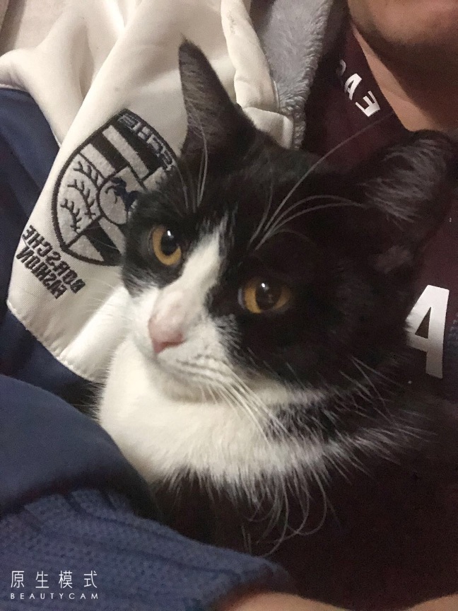 猫图片|宠物猫|猫咪|