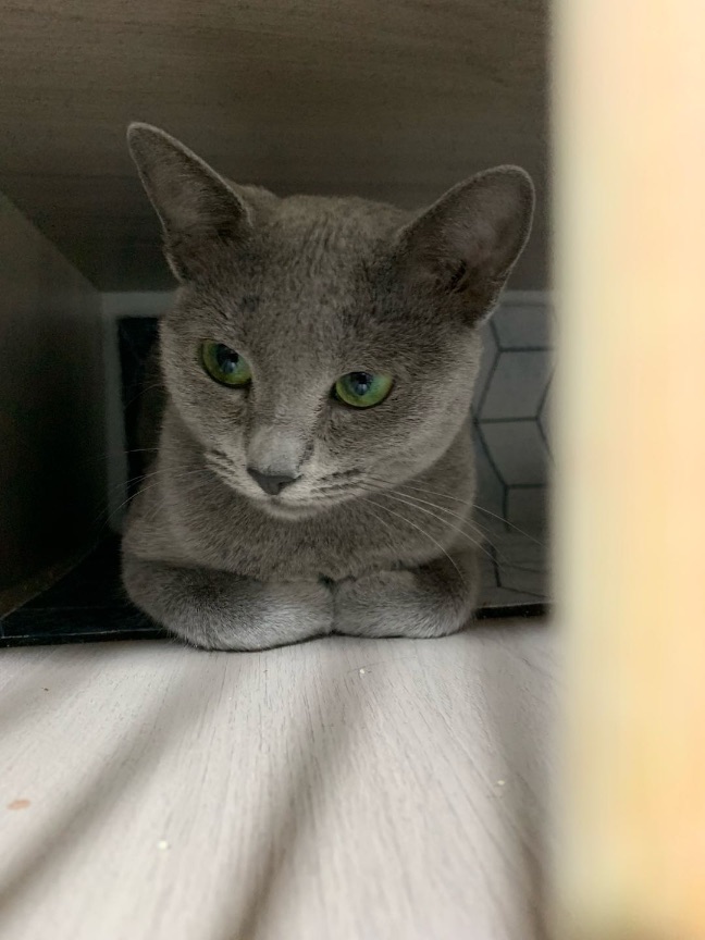 猫图片|宠物猫|猫咪|