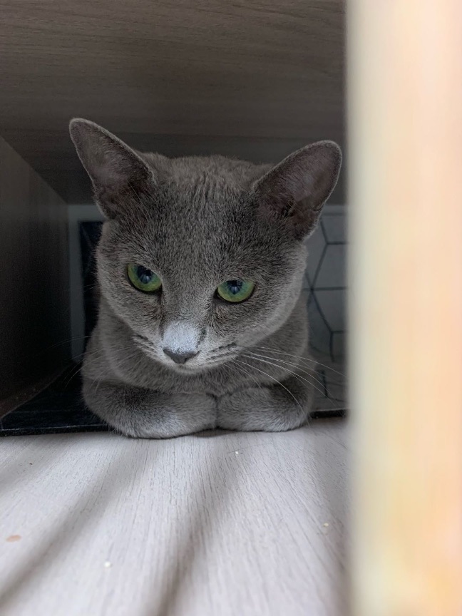 猫图片|宠物猫|猫咪|