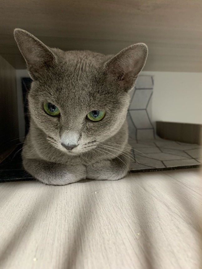 猫图片|宠物猫|猫咪|