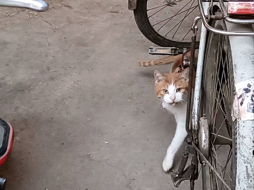 猫图片|宠物猫|猫咪|