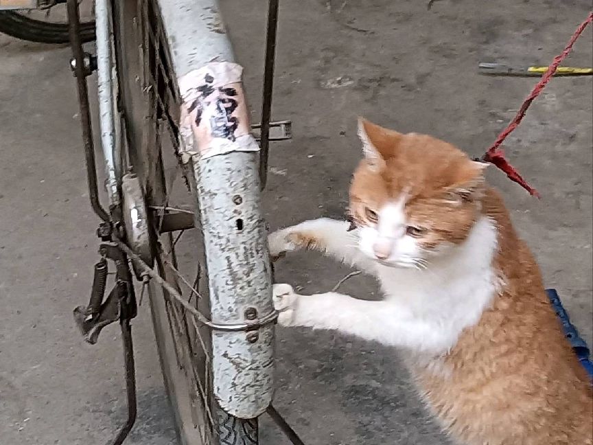 猫图片|宠物猫|猫咪|