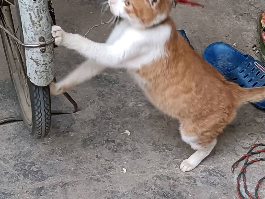 猫图片|宠物猫|猫咪|