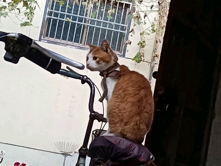 猫图片|宠物猫|猫咪|