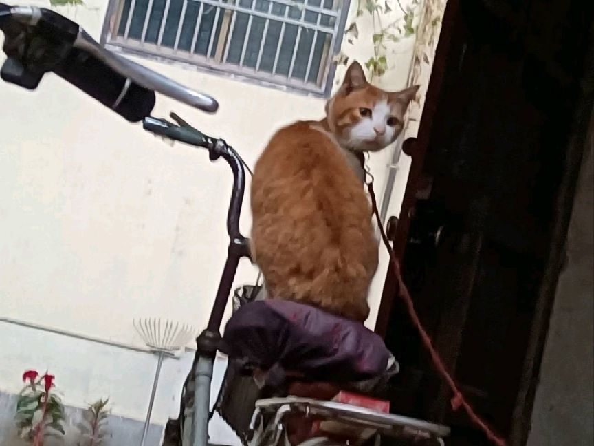 猫图片|宠物猫|猫咪|